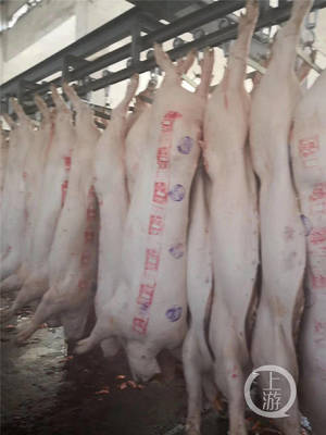 猪肉价格连续两周下跌，重庆生猪养殖业迎来考验