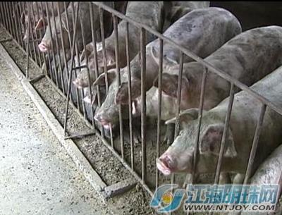 南通海门 生猪存栏量吃紧 未来猪肉价格还将上涨——生猪养殖危机如何破解？