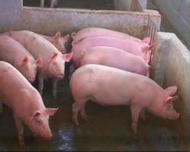 山东省生猪价格预测与最新养猪行情分析